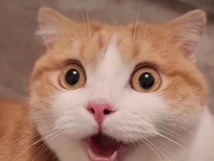 来测试一下,你的耳朵是否在欺骗你!#长白天下雪相约在吉林 #吉林文旅