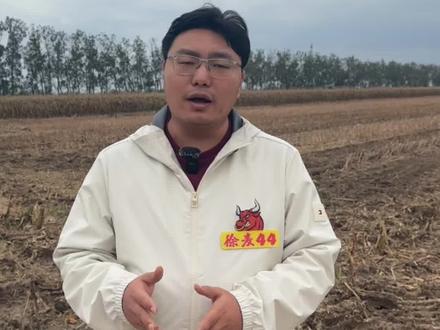 看麦娘大泛滥,用什么药封闭? #三农 #小麦 #三农