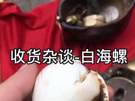 白海螺,想找个左旋的玩玩~