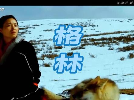 2026第一刀,每次看纪录片都会感动到流泪,但是更深层的感动,源于对自由与尊严的极致诠释。影片中最戳心的抉择,是李微漪放弃将格林送进动物园的安稳,选择了一条充满未知的野化之路。“自由和尊严,比生命更为重要”,这句朴素的信念,贯穿了整个放归过程。在藏獒场的日子里,格林凭借超高的智商与情商融入獒群,与藏獒“黑虎”结下过命的友谊,它会为同伴舔舐伤口,也会在群架中奋力相助;重返草原后,它从零学习捕猎,从被猎物反制到精准出击,在一次次失败中唤醒狼族的生存本能。当格林最终在狼群中站稳脚跟,学会对人类保持警惕——包括曾经日夜相伴的“妈妈”,李微漪的那句“它终于学会怕人了,也包括我”,道尽了放手的心酸与欣慰。这正是影片的深刻之处:真正的爱不是占有,而是让所爱之物回归本真,拥有属于自己的天地。格林的重返狼群,不仅是一个生命的救赎,更是对自由最庄严的致敬。