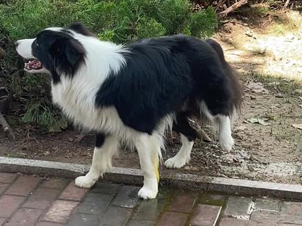 我看看是谁一岁了还不会抬腿尿尿#边牧宝宝