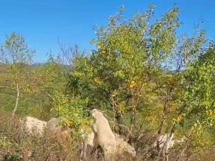 人工喂养小羊羔有哪些注意事项#新手养羊攻略 #羊羔 @抖音创作者中心