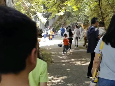 家门口的动物园,性价比不错#香吾山公园 #五一假期
