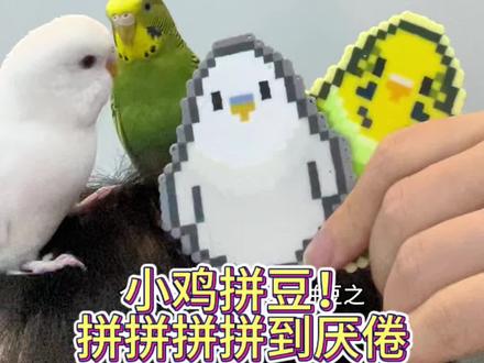 求便宜好用的豆子推荐 #拼豆#鹦鹉日常 #鹦鹉拼豆#虎皮#小太阳