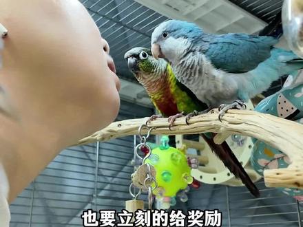 别再当复读机了!掌握这4个核心,科学教会鹦鹉说话。#萌宠 #鹦鹉#科学养宠攻略 #教鹦鹉说话的方法 #神奇动物在抖音
