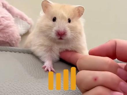 养仓鼠必看!5首神曲拿捏鼠鼠情绪✨ 仓鼠不亲人还炸毛?别急!😤
5首专属BGM,召唤+哄睡全搞定🎵
亲测有效,鼠鼠秒变乖宝宝🐹
速速收藏!评论区蹲反馈~💕
#新手养宠 #养宠经验分享 #异宠 #仓鼠 #新手养鼠 @抖音小助手 @怪奇生物公司