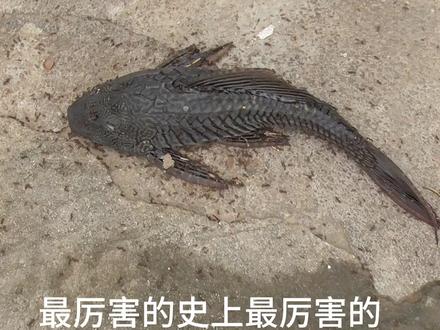 红火蚁大战清道夫那个更厉害?结果有点不敢相信。