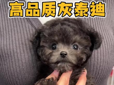 高品质灰泰迪长啥样!#灰泰迪 #灰泰迪幼犬 #小体灰泰迪