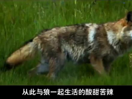 《重返狼群》02,狼妈勇气可嘉