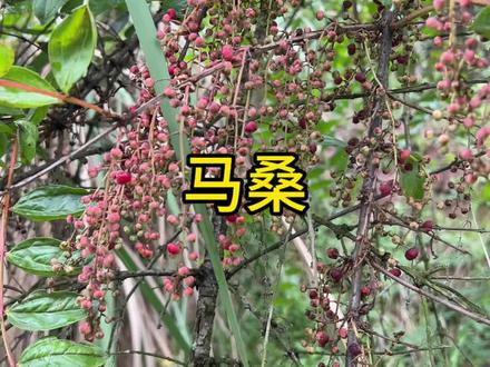 马桑,你的家乡有吗? #植物 #一日一植物 #马桑