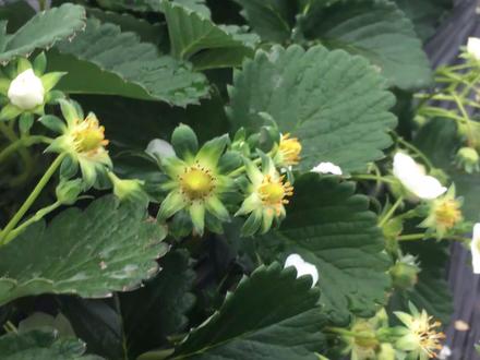 粉玉会是下一个草莓园采摘主打品种吗?#草莓采摘园 #新农人计划2023