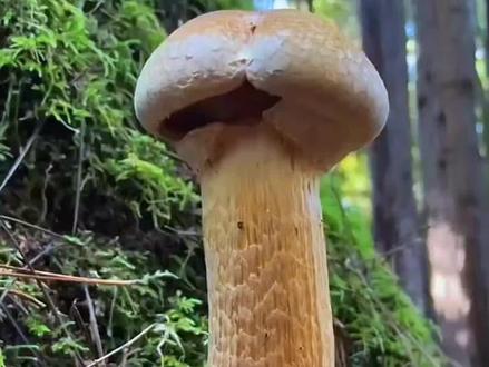 带你了解6种菌子#科普一下#菌子 #涨知识