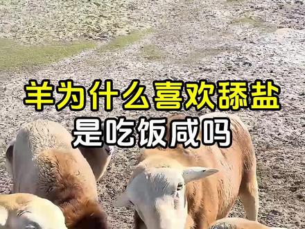 羊为什么喜欢舔盐,是吃饭咸吗? #羊为什么喜欢吃盐 #动物科普