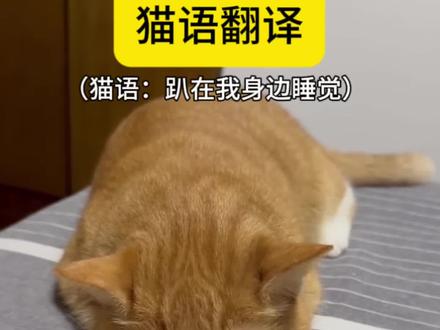 给猫咪听这段声音,它就会过来陪你睡觉,亲测有效哦,快给你家小猫试试吧!#猫咪 #猫语 #猫语十级 #猫语翻译器 #新手养猫