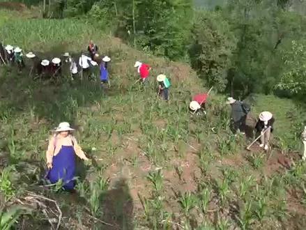 几十年前的打鼓草山歌又回来了。👍👍👍🤙🤙🤙#大山里的原生态