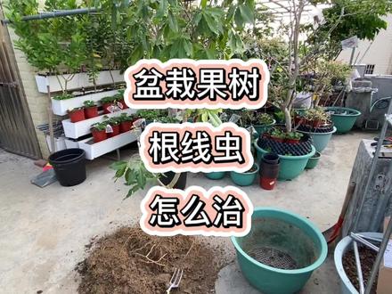 盆栽果树感染了根结线虫。
你是怎么治疗呢?进来看看我的治疗方法。欢迎评论区留言你的意见?以下是我查的相关信息可以通过以下几个方面来判断盆栽果树是否感染了根线虫:1. 根部:果树感染根线虫后,根部是主要的受害位置,会发现根部上长了很多的瘤子,这些瘤子的大小不同,形状也不一样,主要是长在细根上。刚开始这些瘤子的颜色为白色,之后变成褐色,逐渐硬化。根部也会出现很多的小根,这些小根会盘在一去,最终导致瘤子成熟后腐烂,生病的根部也会坏死。2.叶子:果树感染线虫后,吸收的功能受到影响,根部对营养无法正常吸收,所以叶子也会逐渐发黄,变得没有光泽感,叶子边缘有些卷曲,并且开始脱落。3. 枝条:枝条也会逐渐枯萎。4.果实:果实数量很少,有的甚至不结果,结出来的果实比较瘦小。#盆栽 #种植 #阳台小院均可种植 #三农 #根线虫