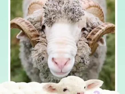 #你知道咩 羊居然有_个胃?奇怪的知识又增加了 #羊 @抖音小助手