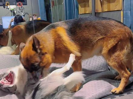 边牧和德牧最好别养 ,太闹腾了 #狗狗 #德牧