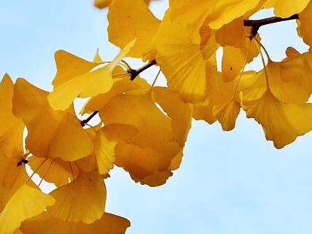 银杏叶这样存放保持金黄不杆枯 #一花一草一世界