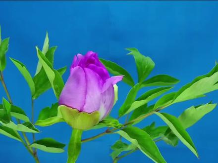 花朵里开出美女视频的制作方法,剪映蒙版加关键帧就可以制作!#教程来了 #创意照