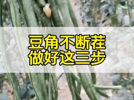 豆角采摘不断茬#豆角高产技术 #豆角种植 #豆角种植技术