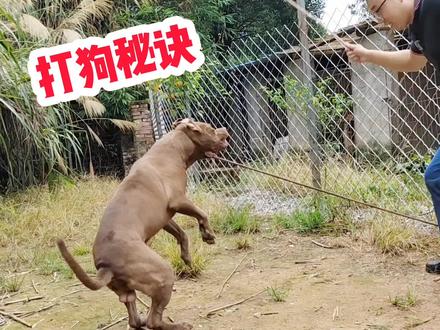 老祖宗打狗绝招,一招撂倒斗犬比特,看看效果如何