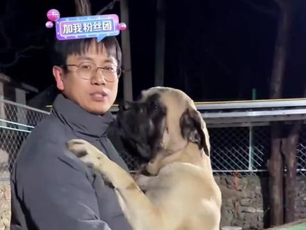 小宝:为何对我不曾这样😭(宝:爱要勇敢去争取!)#骏良 #狗狗 #小宝 #黄黄 #可爱