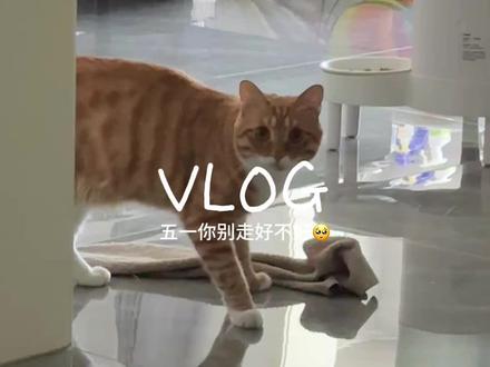 我是🀄️ 我不同意姨姨妈妈们上班 #我和我的猫 #vlog
