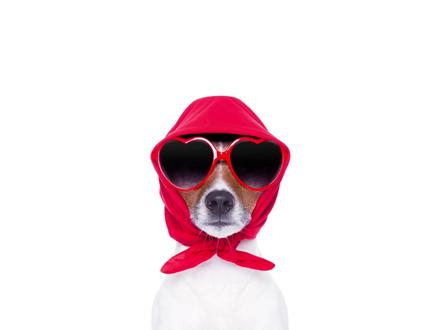 给狗狗做一次全身体检,要花多少钱?都查什么 #萌宠