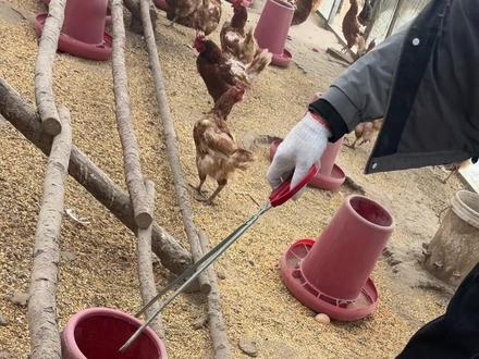 今天用烟熏老鼠洞#灭鼠害 #记录真实农村生活 #vlog日常
