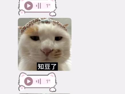 到底知豆不!#小猫#表情包配音#可爱