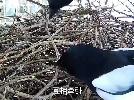 顶级建筑师喜鹊#自然人文#喜鹊搭窝全过程