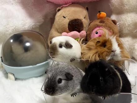 给小猪分草莓,保证公平公正 #豚鼠 #草莓 #荷兰猪 #宠物vlog