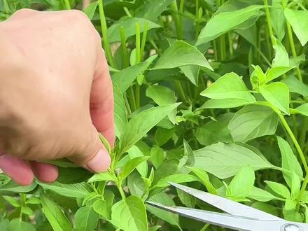 潮汕的金不换与河南的荆芥#你的家乡有这种植物吗