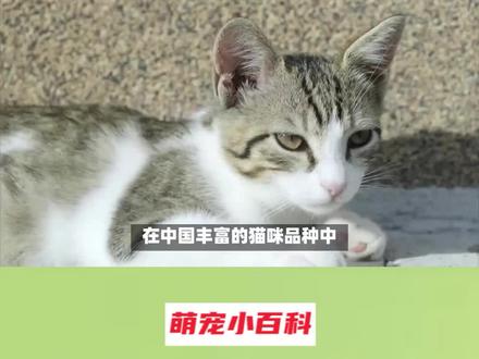 简州猫和狸花加白区别 #养宠进阶指南 #猫知识