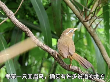 记住画眉鸟打鸟挑选的五个要点,一眼看出画眉鸟打鸟的“优劣”! #画眉鸟 #笼鸟文化 #鸟文化传承 #野生动物保护 #人与自然