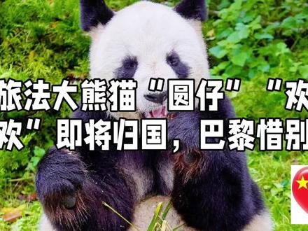 旅法大熊猫“圆仔”“欢欢”即将归国,巴黎惜别