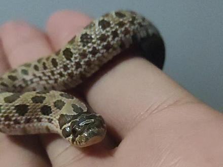 #爬宠 #蛇 #神奇动物在抖音 #猪鼻蛇开食 终于终于,终于吃了!!!