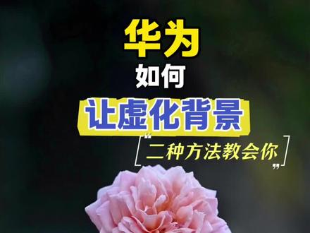 华为如何让背景虚化 #春天当然要拍花啦 #手机摄影 #拍照技巧 #华为拍照 #最美月季花
