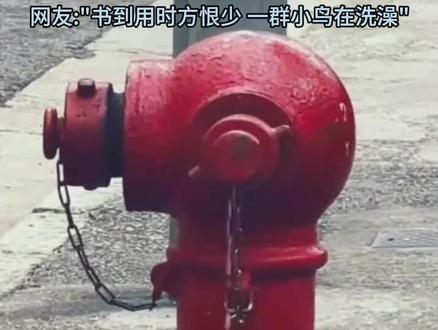 春日治愈,小麻雀的快乐时光,春暖花开时一群小鸟在路边排队洗澡。#画一个故事 #春天的色彩 #小麻雀 #绘画创作