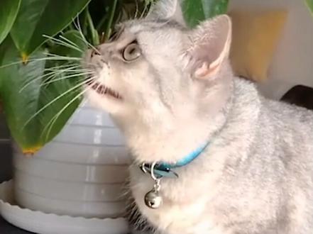 猫咪还会发电报???#喵星人 #猫咪冷知识 #猫成精了