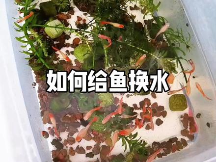 这是我自己平时给鱼换水的方法,希望能对不懂的小伙伴有所帮助❤️#养鱼日记 #养鱼养心 #鱼缸里的大自然