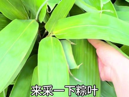 家门口的粽叶做出了完美的粽子 #抖音趣胃计划 #甜粽子咸粽子都是粽子 #又到了炫粽子的时候 #箬竹叶 #农村生活