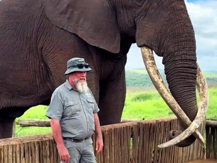 大象身上哪个部位最长? #动物科普 #野生动物 #象鼻 #大象