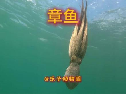 章鱼的能力有多强 #科普 #章鱼 #动物