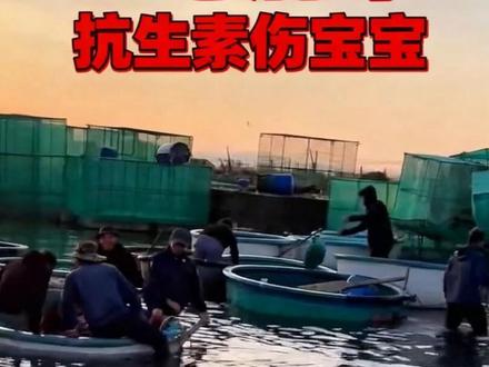 孕妈妈为什么不推荐吃活虾?就是因为抗生素滥用#海鲜水产 #日常选购海鲜 #海鲜原产地 #孕期饮食 #孕期好物分享