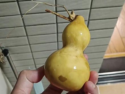 #文玩 #万物皆可盘 葫芦去霉点去斑试验。用了双氧水跟84两种药水测试,均泡了一天,结果双氧水有效果,84没效果。后互换药水再泡一天,结果泡白的葫芦斑纹又出现了。84泡过的再泡双氧水泡变白了。不过有两处变的更黑了!总结:两种药水不能去斑,双氧水只是表面上看是变浅了,估计盘玩一段时间还会出现(猜测)。解决花皮的办法就是做大漆葫芦……欢迎高手探讨解决办法。#花皮葫芦 #葫芦福禄 #手工