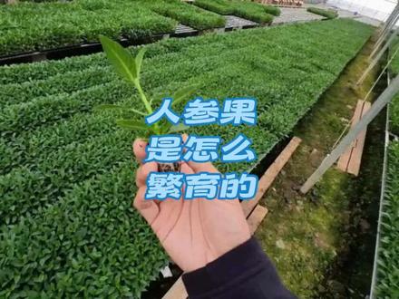 人生果是怎么繁育的@#人参果