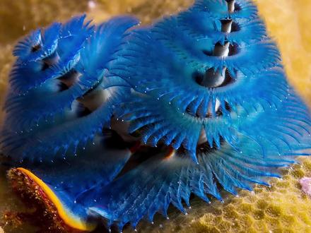 海底出现奇怪“圣诞树”,总是成双成对,轻轻一碰就会缩回去