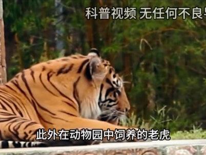 老虎舌头上长满倒刺,如果被老虎舔一口,真会刮掉一层皮吗?(3)#老虎 #知识 #奇妙的动物 #老虎的舌头